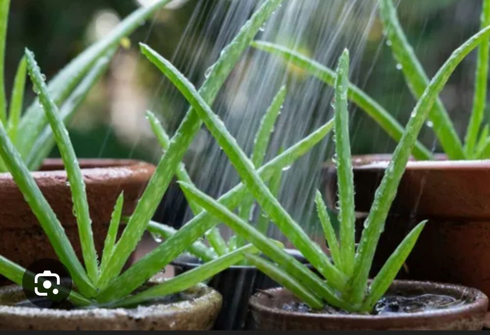 Продам алоэ вера