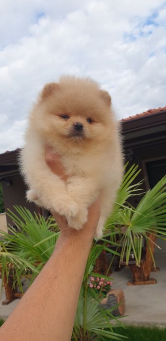 Померан мини мини