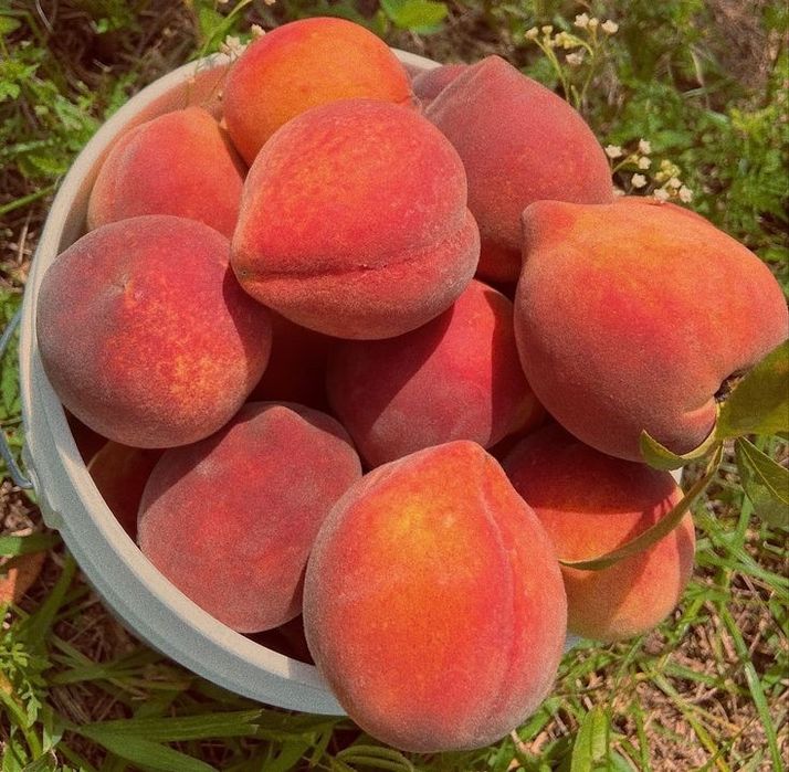 Pomi Fructiferi Stravechi Glia Stramoseasca ( Soiuri de Piersic )