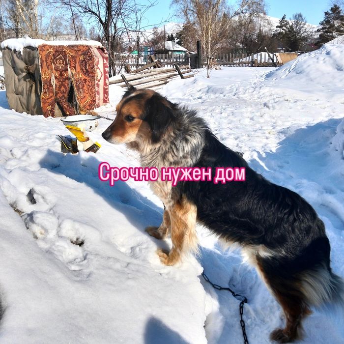 Пристройство в заботливые руки