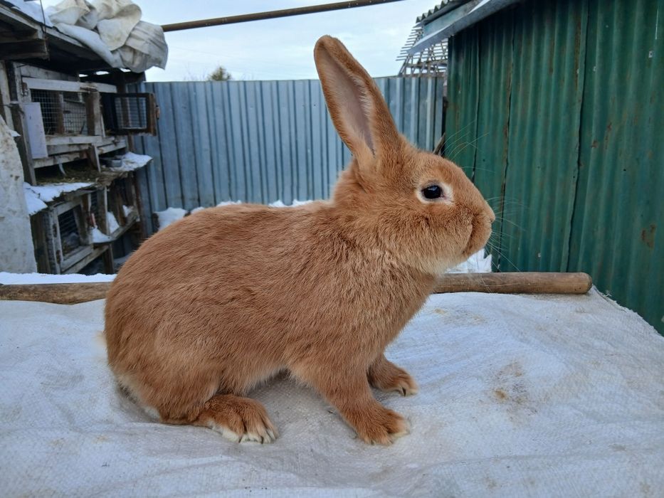 Продам кроликов.