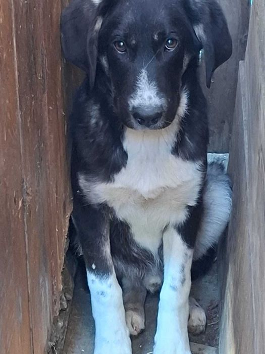 Donez pui de 5 luni de metis de carpatin