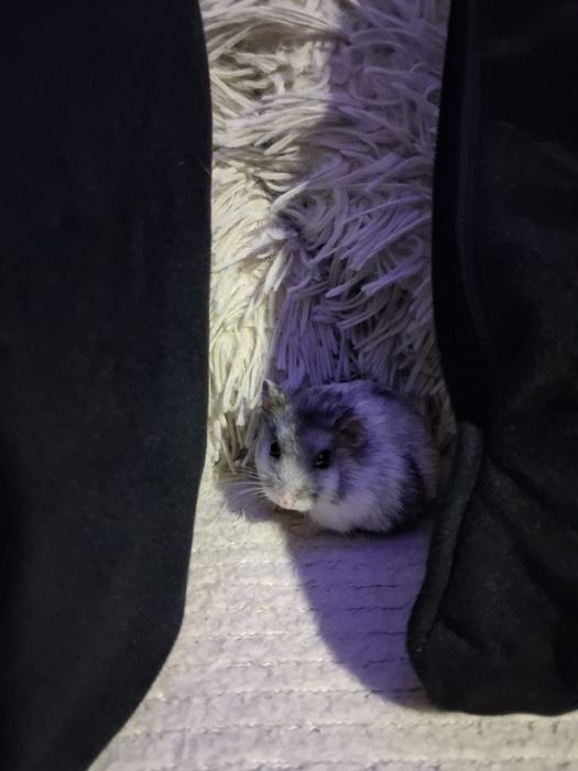 Vand {HAMSTER PITIC} trmen de supravetuire  ,antre 2-3 ANI