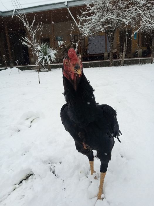 Dakandi tozasi sotiladi