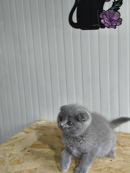 Scottish blue shorthair