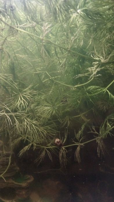 Растения для аквариума.