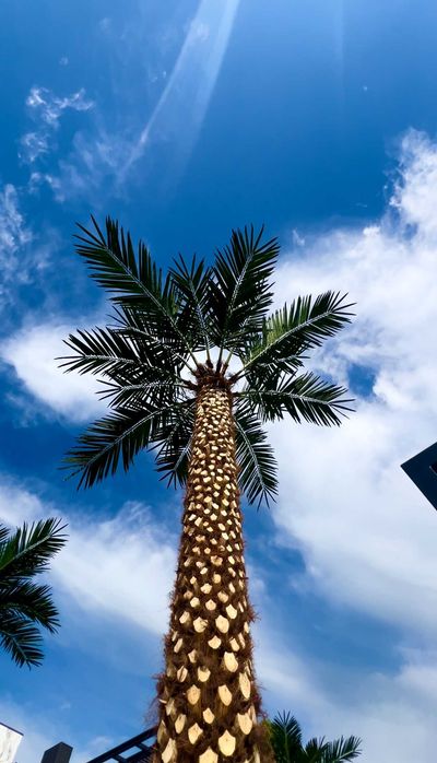 Эко пальмы со 30% скидкой | атмосфера тропиков для дома и бизнеса