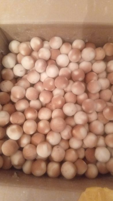 Продам  курт хорошие