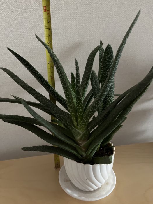 Гастерия суккулент