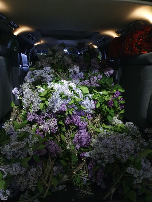 Сирень оптом сирень