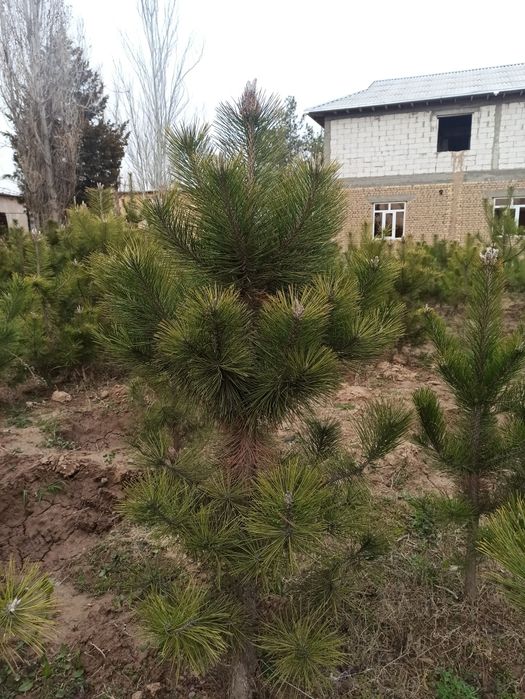 Қрим саснаси 1-2.5 метр Денов тумани нархи келишилади .Рабиулло