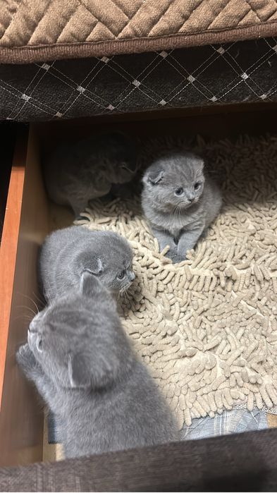 Котята британские,короткошерстные
