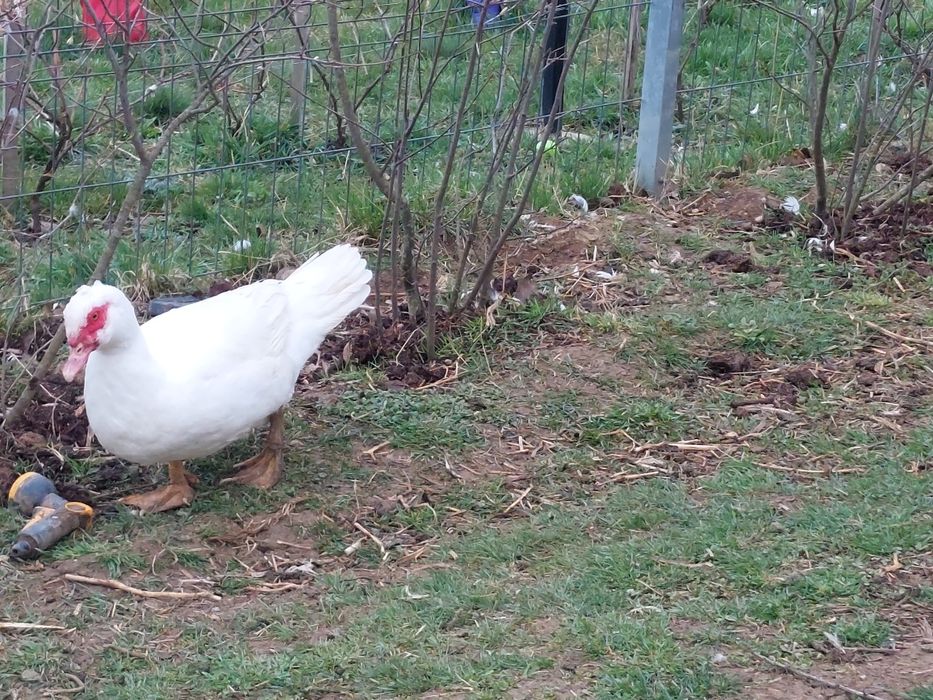 Vand 20 de rate mute tinere