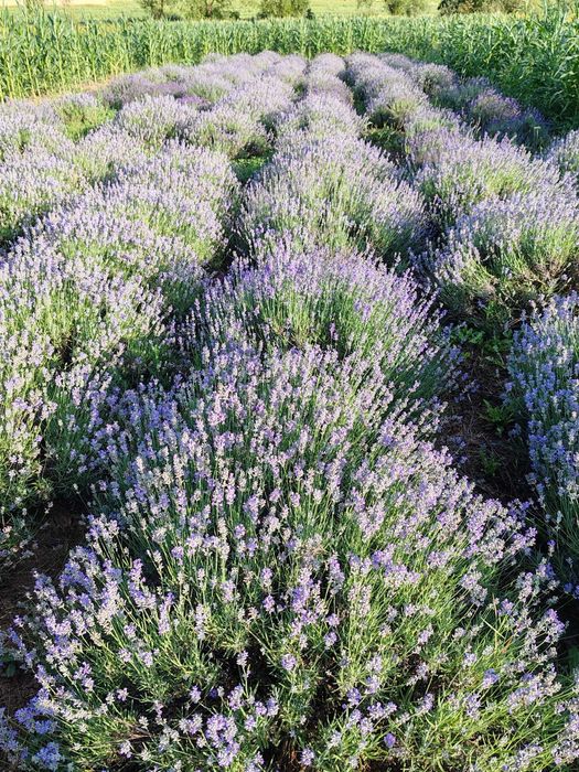 Lavandă de vânzare.
