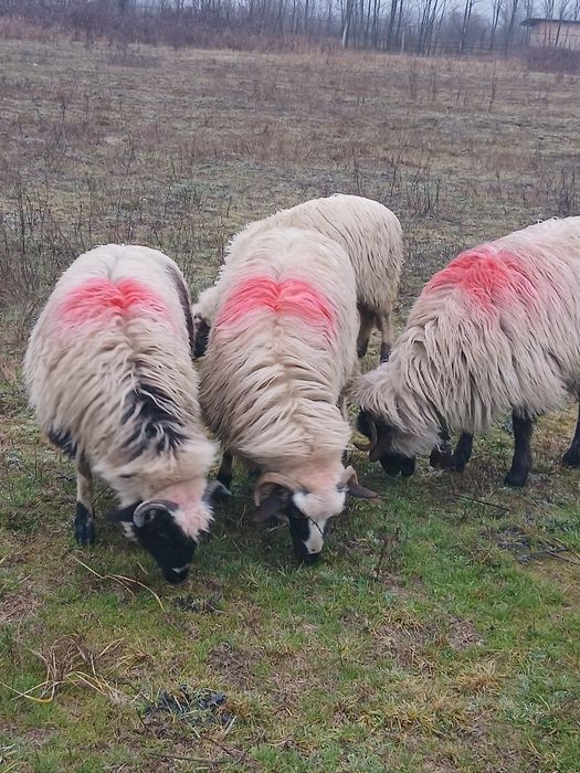 vând  patru noatine breze!!