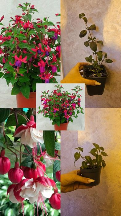 В продаже фуксия