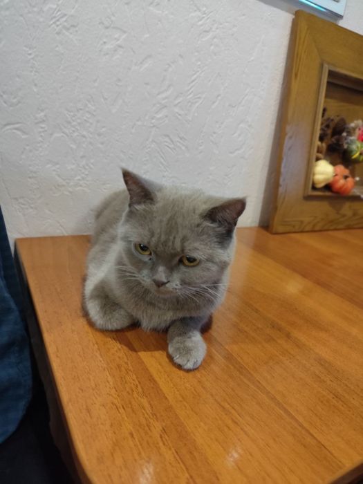 Кошечка в добрые руки