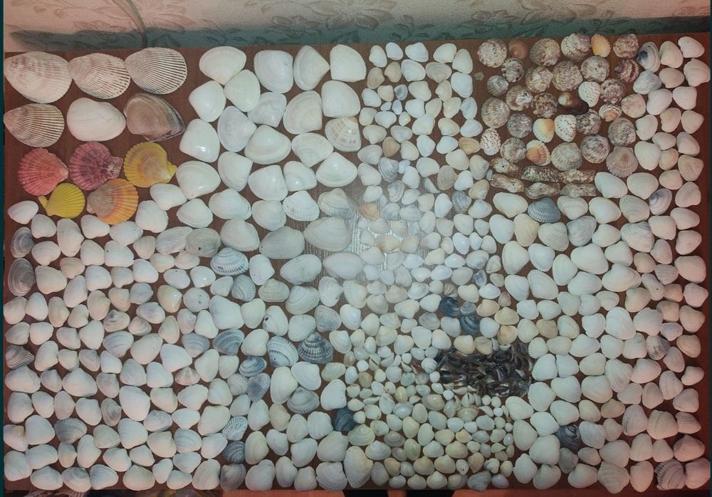 Ракушки для декора или в аквариум
