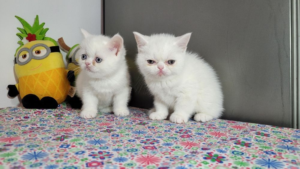 British shorthair  red point