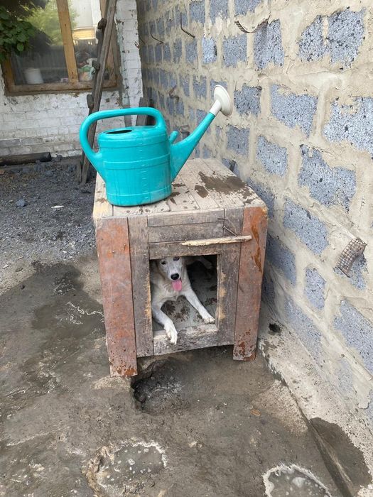 Собачки чипированые в поиске дома