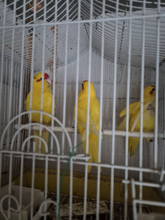 Pui papagal kakariki