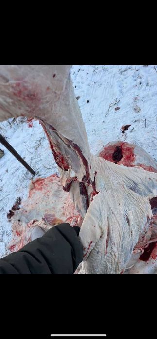 Продам мясо говядина