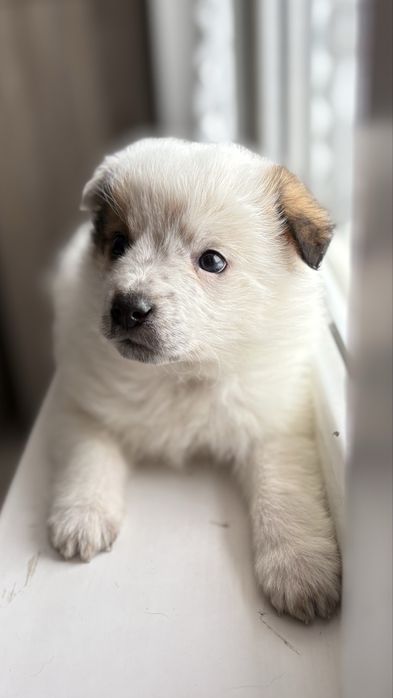 Щенок мальчик в добрые руки