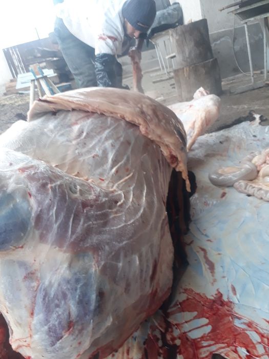 жылқы еті жіліктеп..