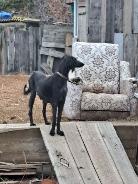 Тазы күшіктері сатылады