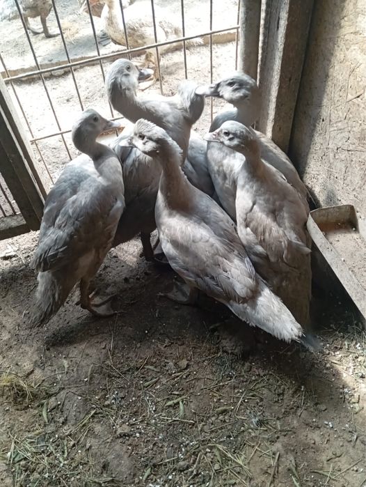 продам индоуток