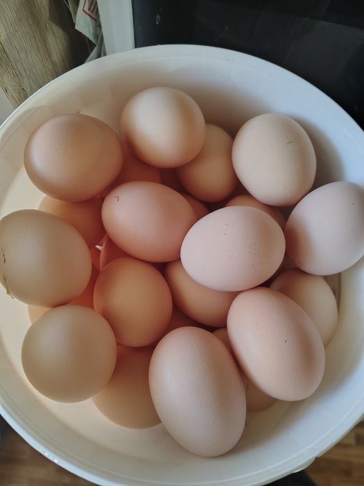 Oua de casa de vânzare