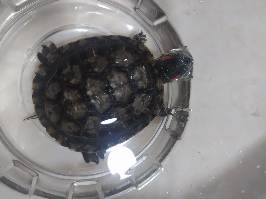 Красноухая черепашка