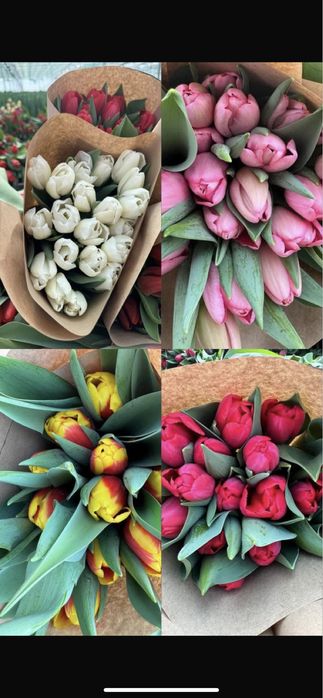 Тюльпаны оптом на 8 марта