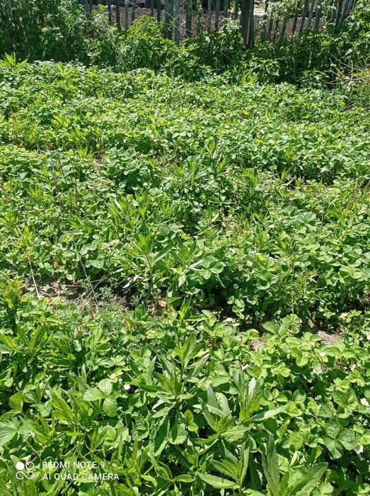 продам дачный участок в городе Щучинск