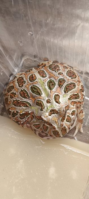 Лягушка рогатка (чакская кранвелла)