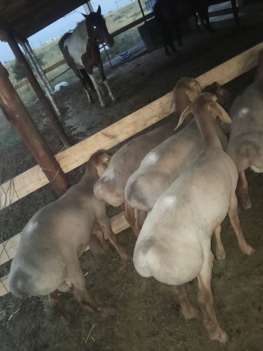 20 бас кошкар бар
