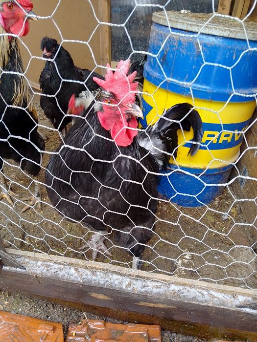 Петли на осем месеца