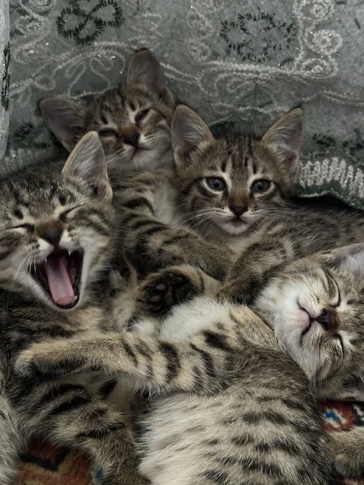 Котятам по 1,5 месяца, отдадим в хорошие, добрые руки