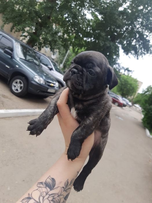 Французский бульдог