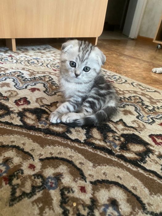 Котята шотландские фолдики