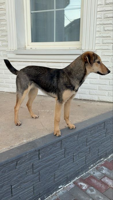 Чудесная Ника, возраст 6 мес., ищет дом