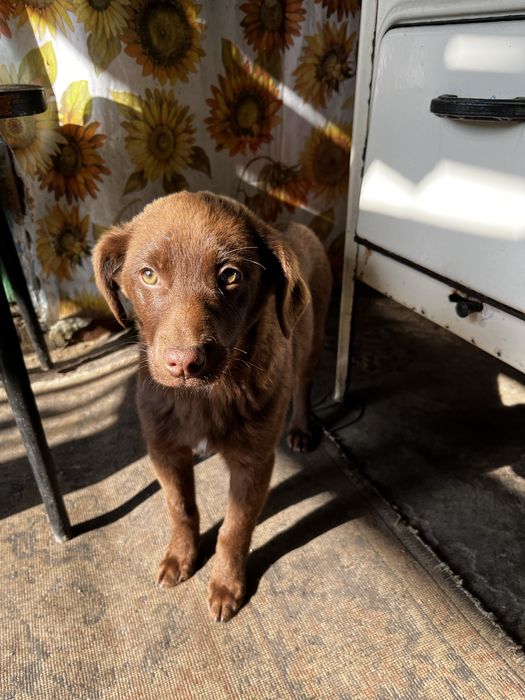 Отдам щенка в добые руки