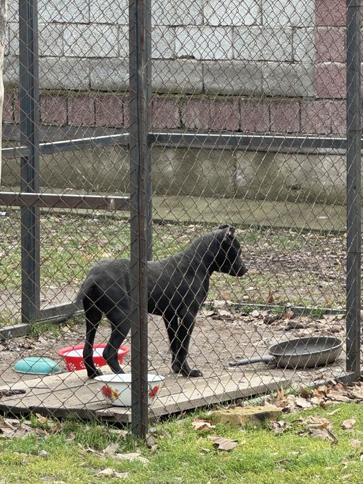 Албанский питбуль