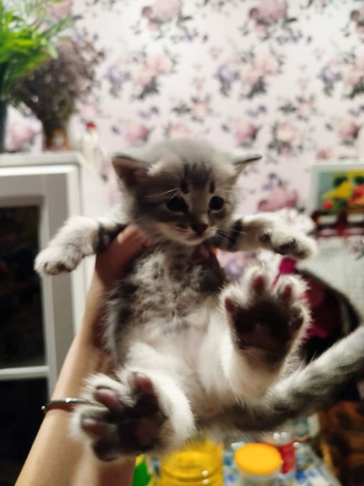 Милые котята ищут милых хозяев