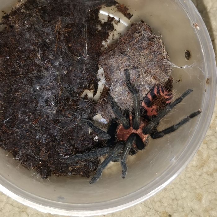 Паук птицеед Davus fasciatus малыш