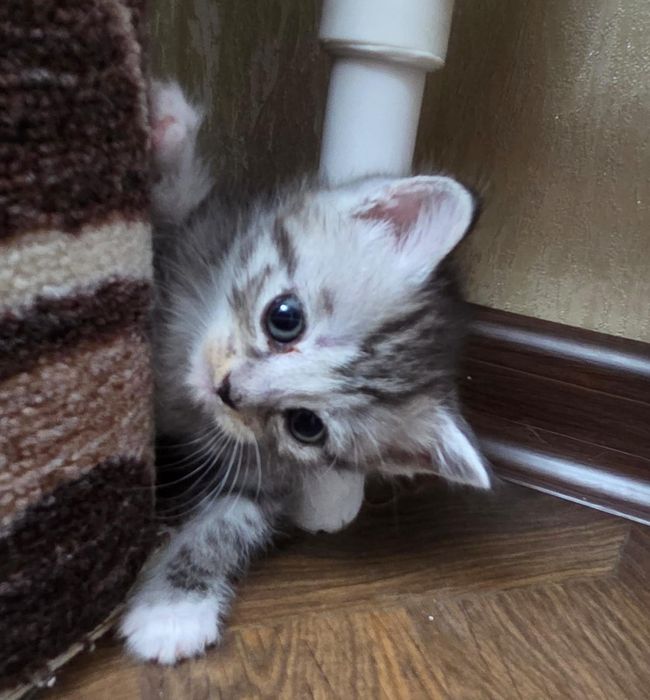 Отдам котят в добрые руки