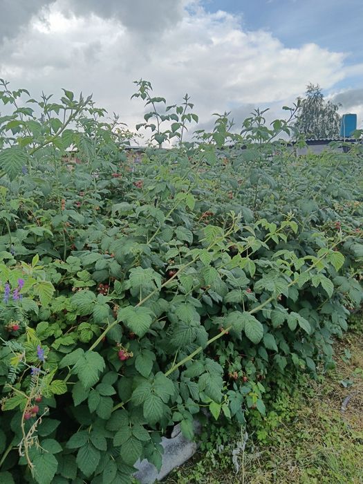 Дом сад Реченьке