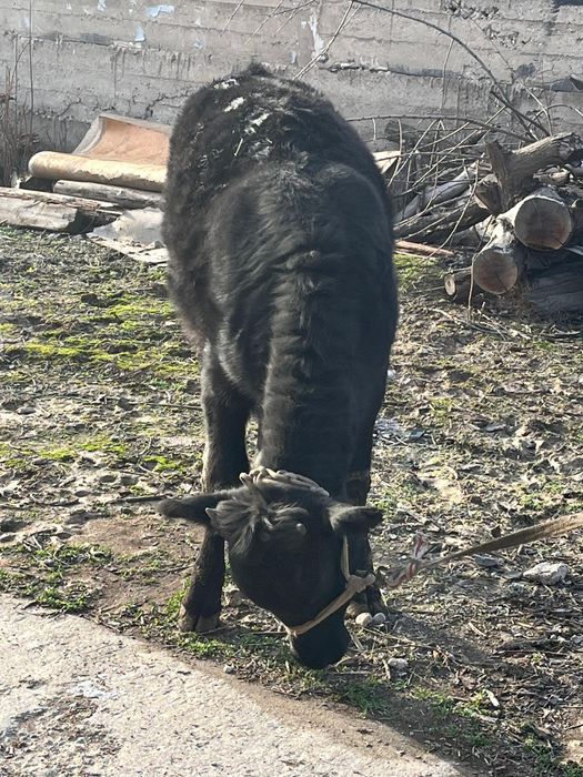 10 айлық тана сатылады