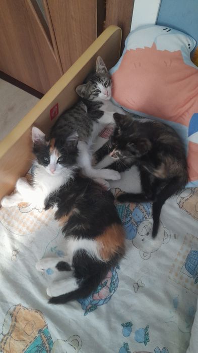 Добри котета от София