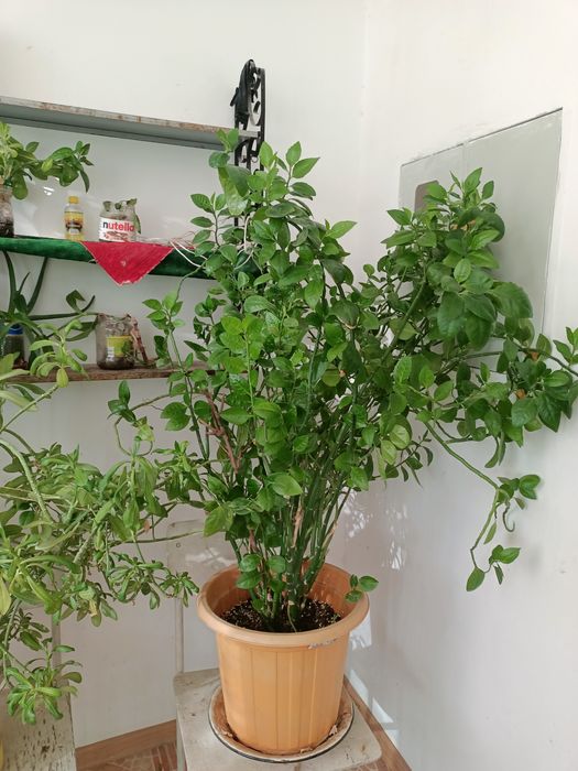 Комнатные растения